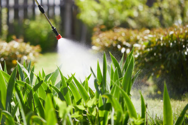 24/7 Emergency Termite Control experts in Minorca, LA